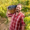 BIO Villa Maggio - Pinot Noir, Siciliaanse biologische rode wijn - Afbeelding 6
