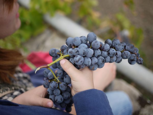 Aceto di Vino Nero d'Avola gran riserva 250 ml. Siciliaanse rode wijnazijn - Afbeelding 3