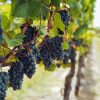 Aceto di Vino Nero d'Avola gran riserva 250 ml. Siciliaanse rode wijnazijn - Afbeelding 4