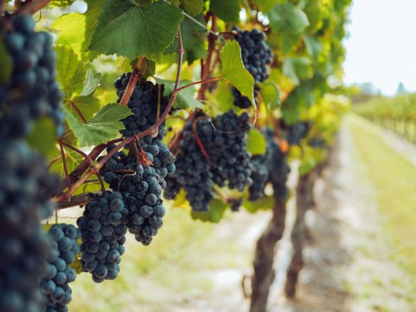 Aceto di Vino Nero d'Avola gran riserva 250 ml. Siciliaanse rode wijnazijn - Afbeelding 4