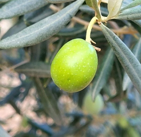 Een Siciliaanse Tonde Iblea olijf aan tak, Frantoi Cutrera