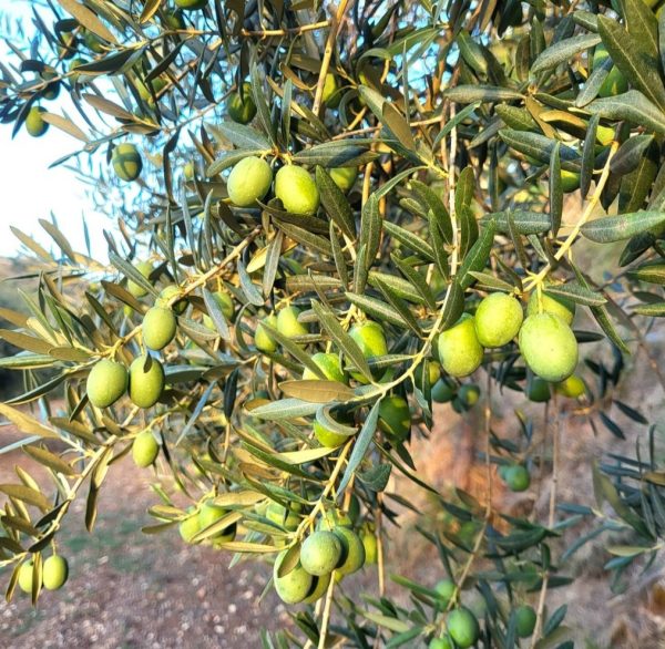 Siciliaanse Tonde Iblea olijven aan tak, Frantoi Cutrera
