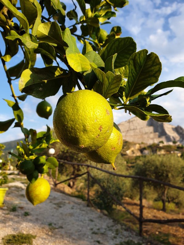 Siciliaanse citroenen aan de boom