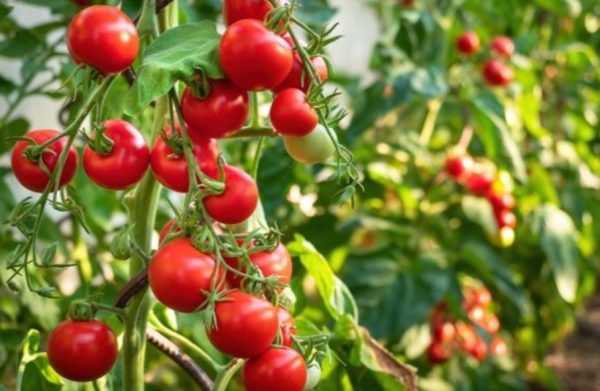 biologische Siciliaanse tomaten