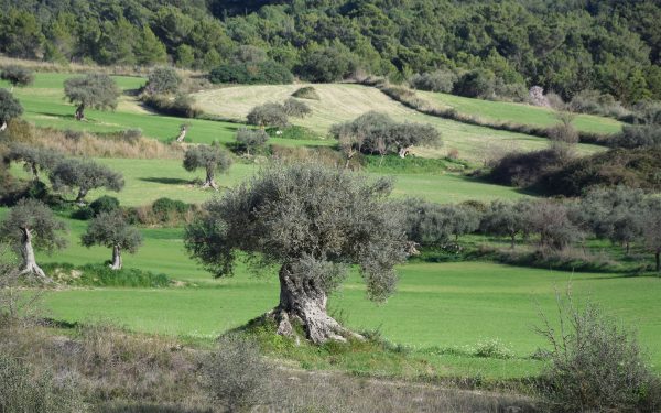 Siciliaanse olijfboomgaard