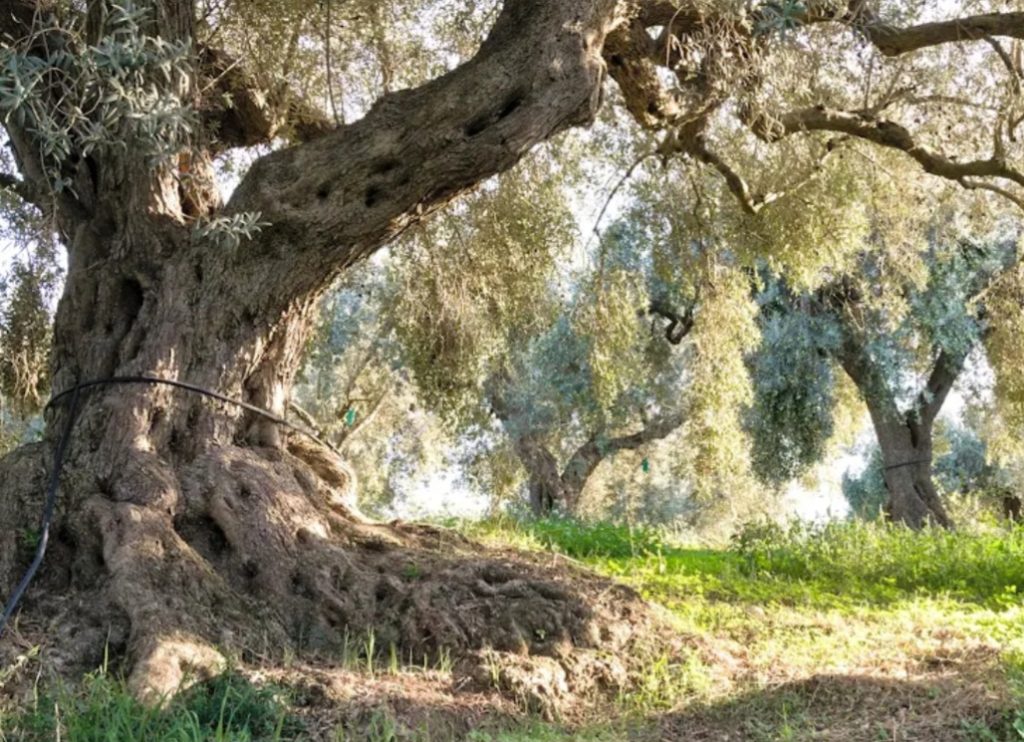 Siciliaanse olijfboom 