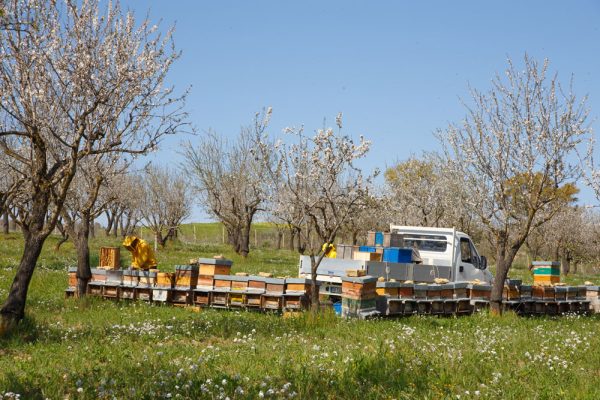 Siciliaanse bijenkasten van de zwarte bij