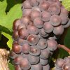 de pinot grigio druif op Sicilië