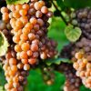 Siciliaanse Pinot Grigio druiven