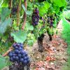 Siciliaanse Pinot noir druiven