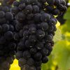 Siciliaanse Pinot Noir druiven