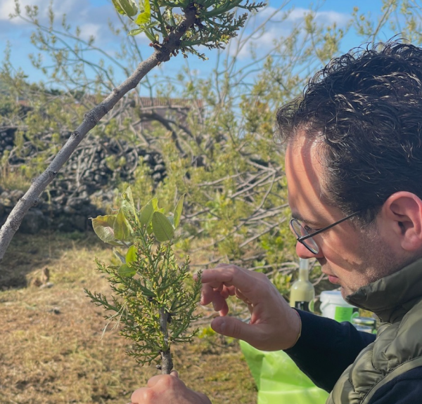 Sciara, inspecteren pistache op Sicilië, Bronte