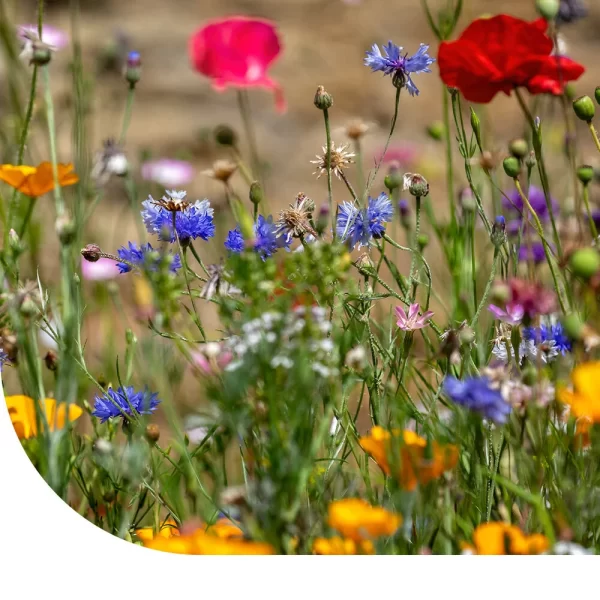 wilde bloemen