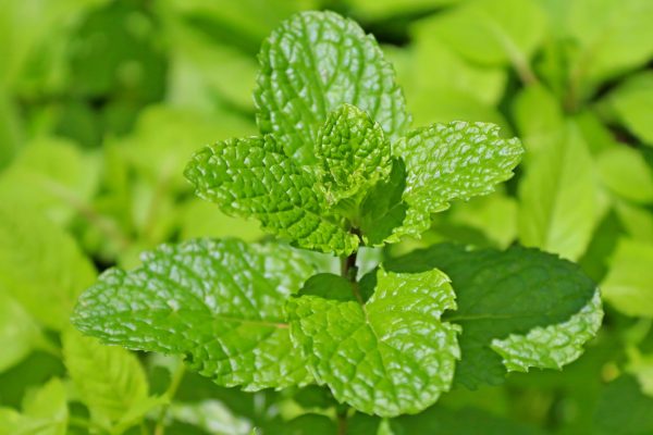 Cioccolato di Modica IGP alla menta 100 gram, Siciliaanse Modica chocoladereep met munt - Afbeelding 3