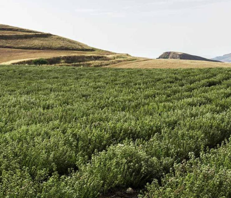 Olio d’oliva al oregano di Sicilia 250 ml. – Siciliaanse olijfolie met oregano - Afbeelding 2